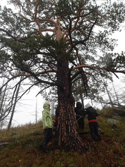 Cari’s group preparing to core a large pine near the mountain ridge.